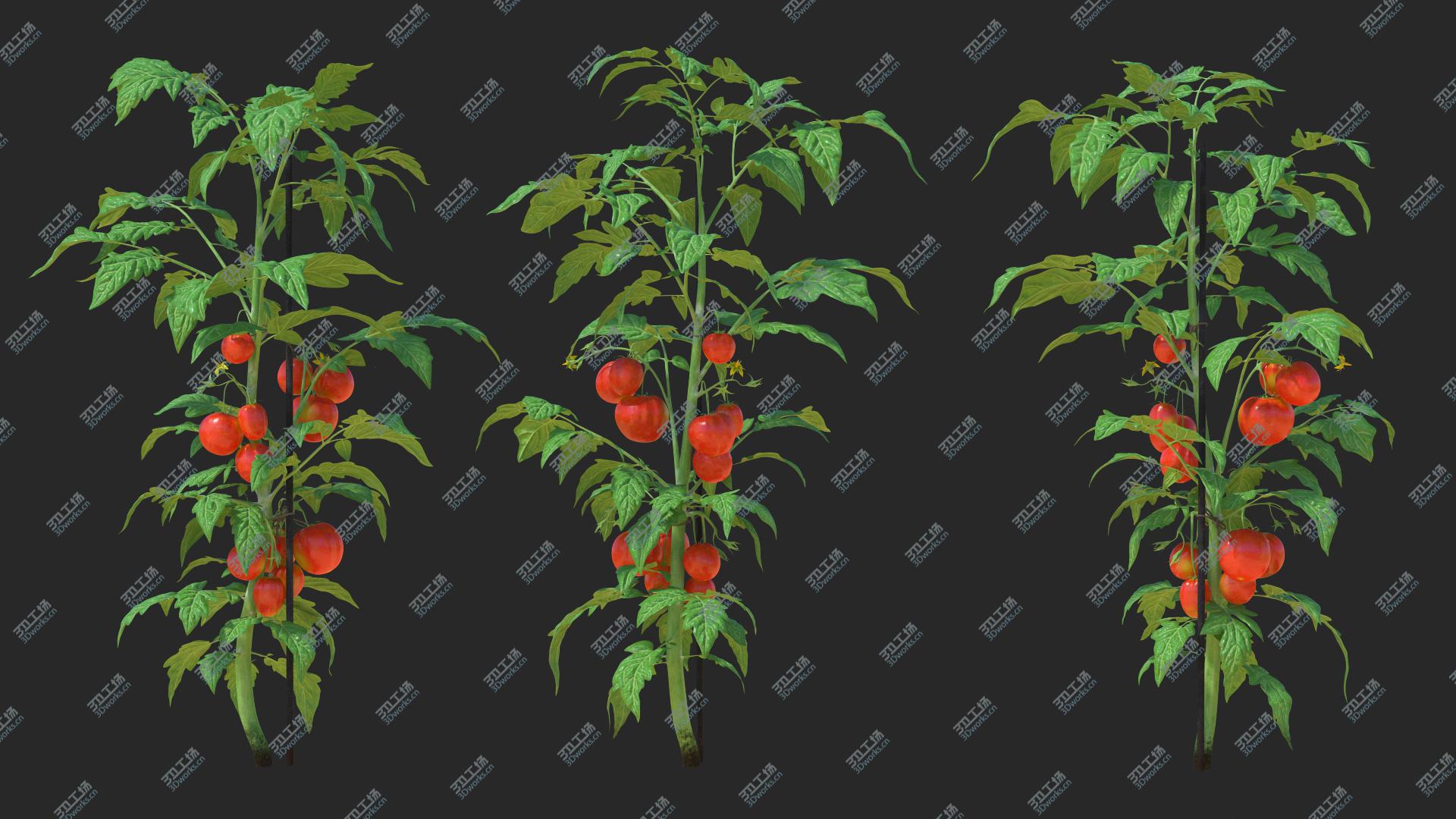 images/goods_img/202104021/3D Tomatoes Fruits and Flowers/1.jpg